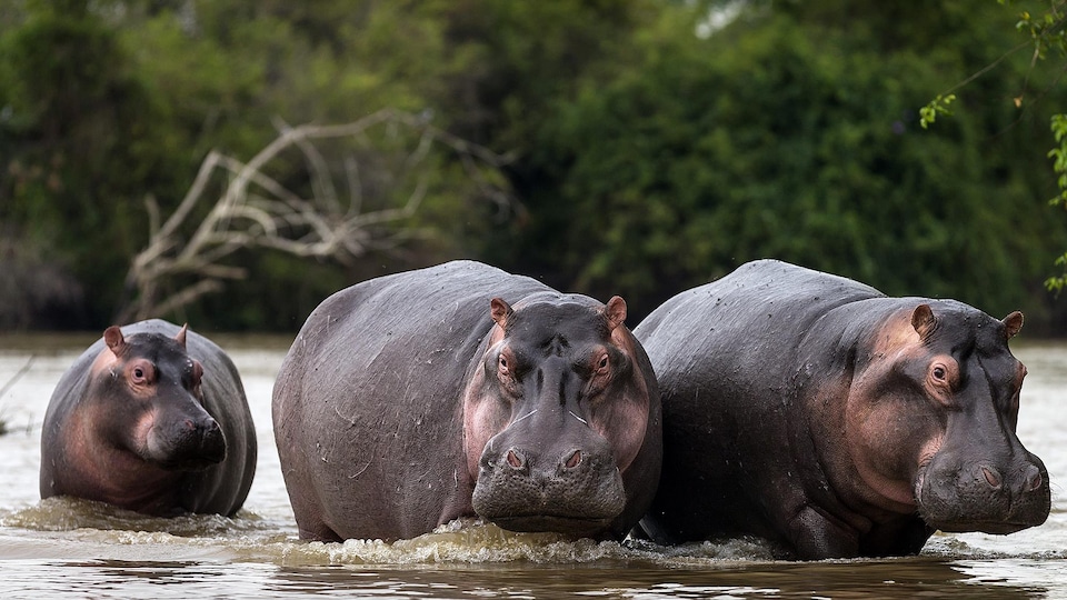 https://royan-ocean.epudf.org/wp-content/uploads/sites/112/2025/11/hippopotames-Bret-Stirton.jpg